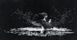 (image for) Northern Lights (Common Loon)